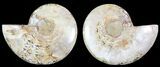 Polished Ammonite Pair - Agatized #68852-1